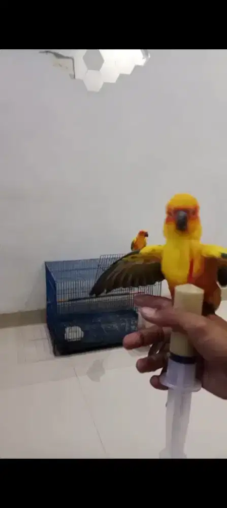 Sunconure / sc DNA