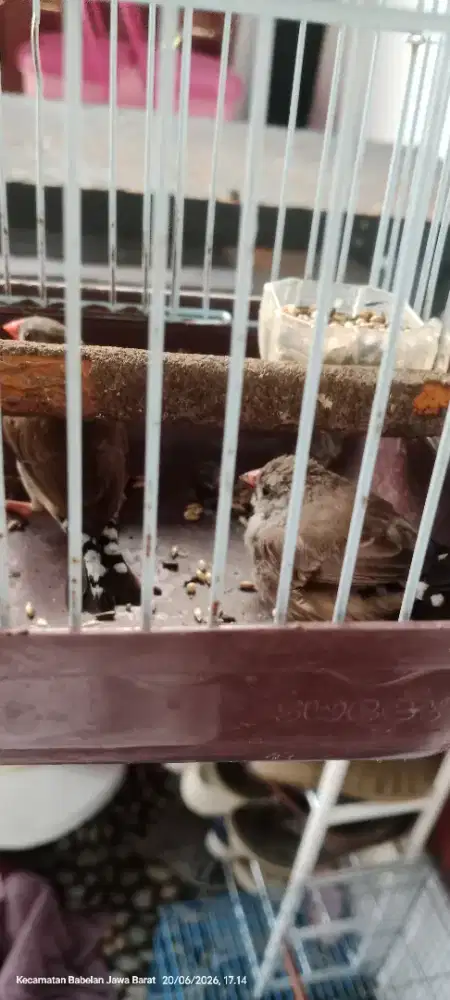 Zebra finch sepasang