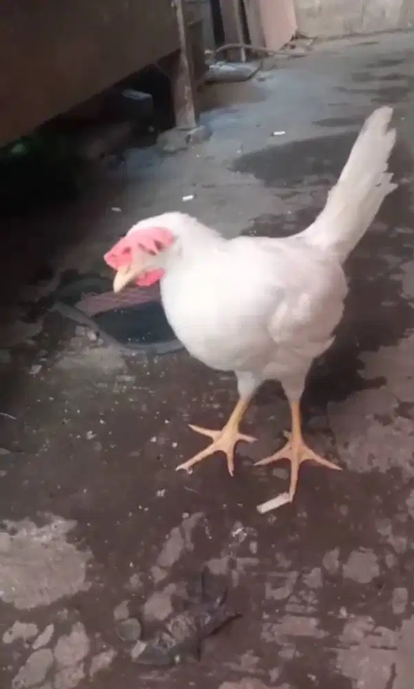 Ayam petelur white leghorn