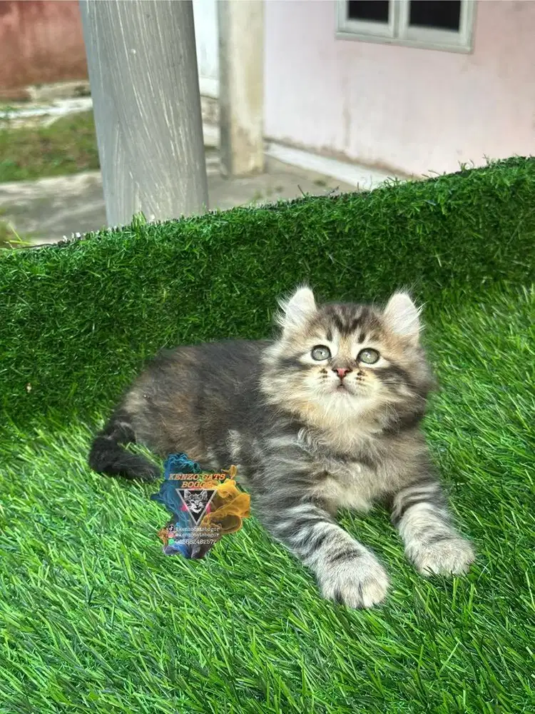 Jual kucing kitten american curl