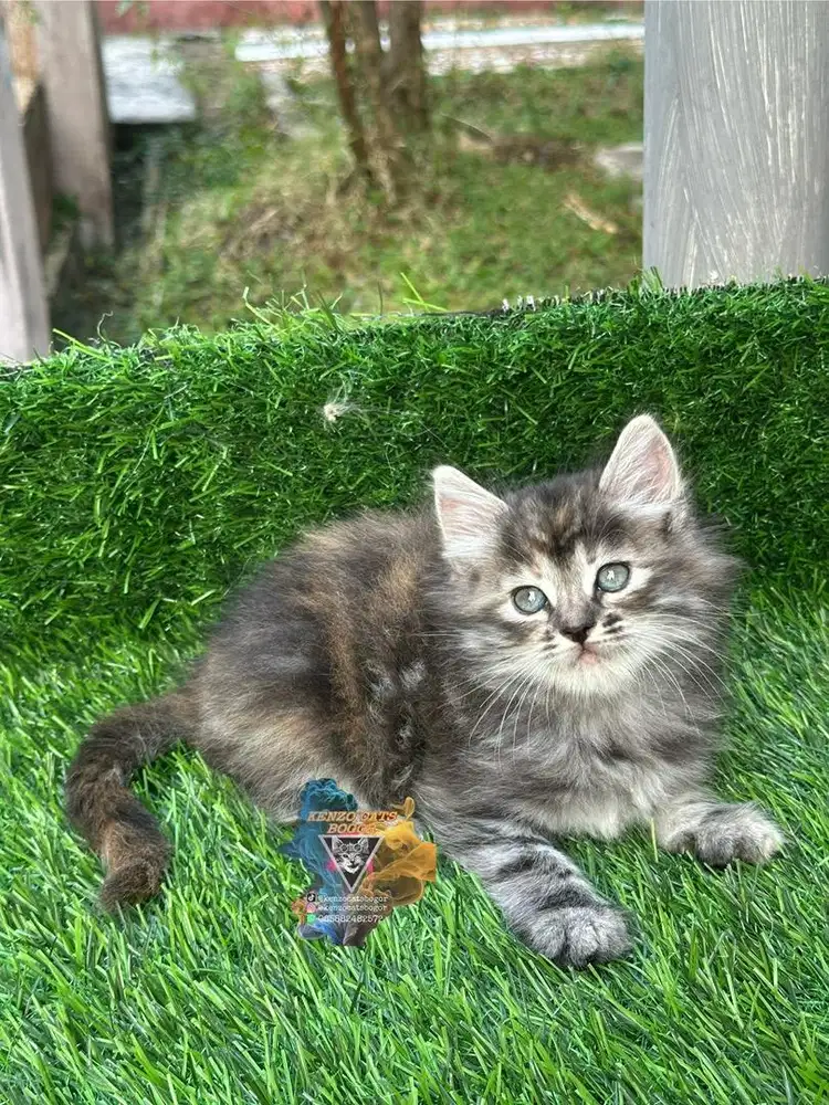 Jual kucing persia flatnose mix american curl