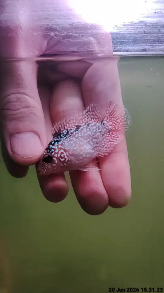ikan lohan golden base 4cm full mutiara lohan gb cencu merah merona