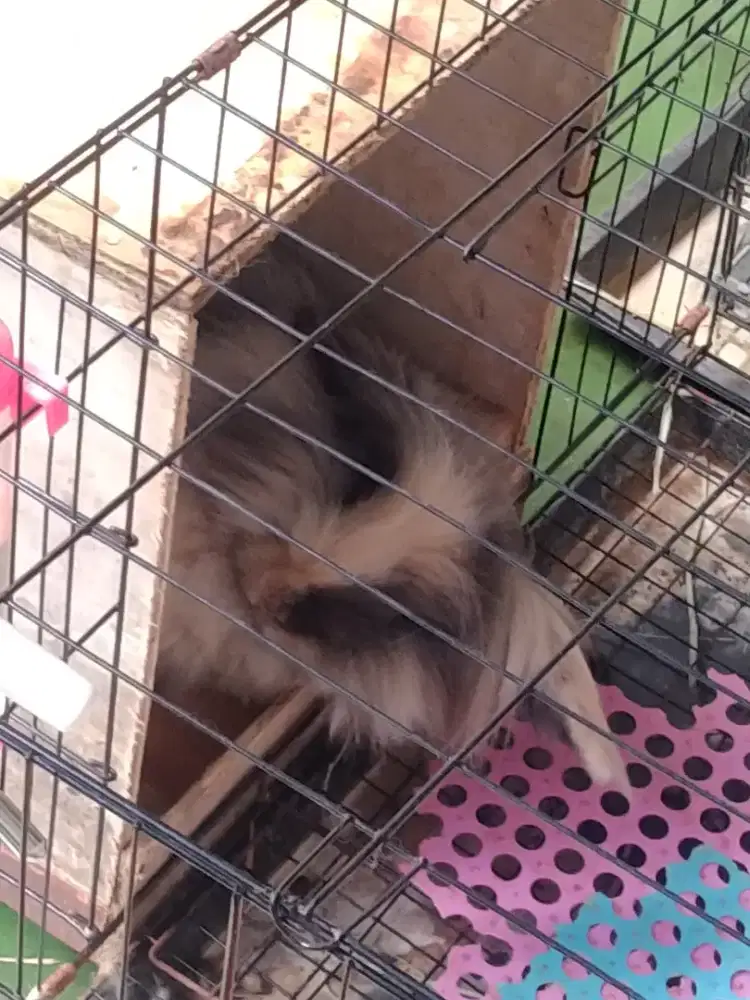 Kelinci holland lop