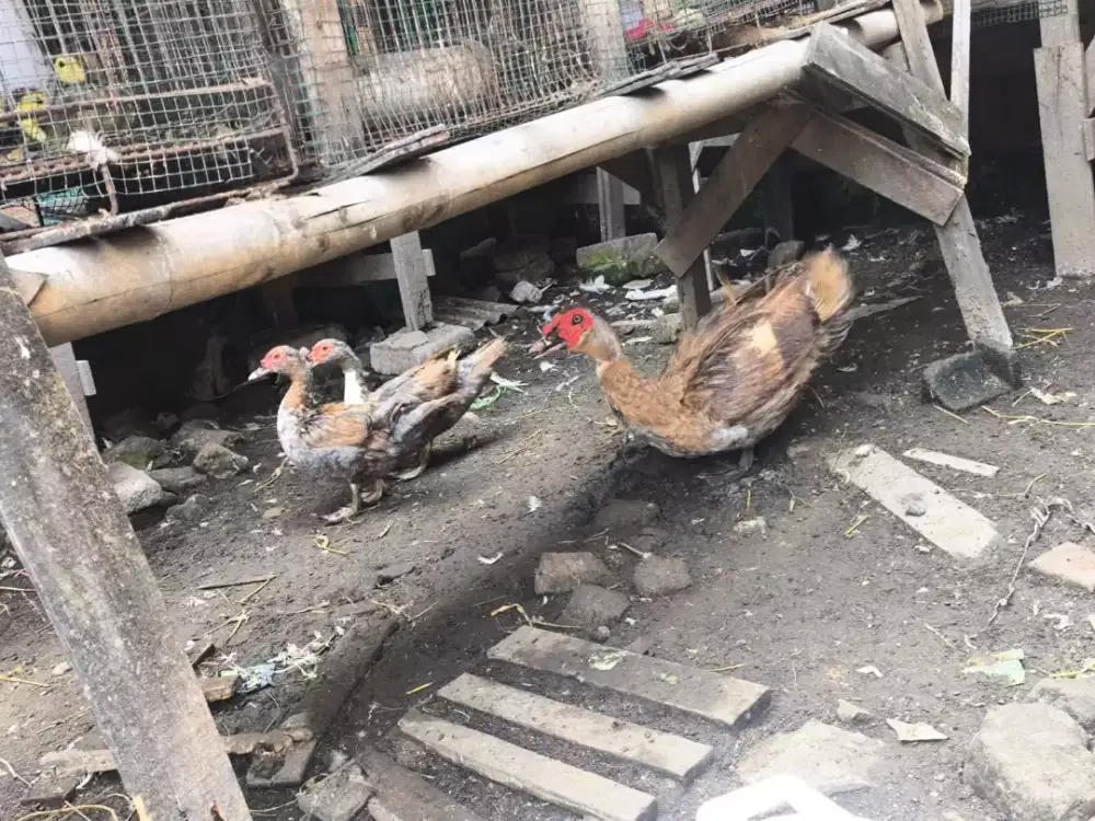 Entok kelabu lokal dewasa siap jadi pacek
