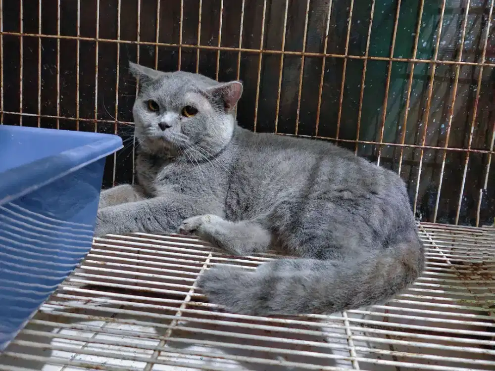 BSH Blue Solid Jantan Proven British Shorthair indukan