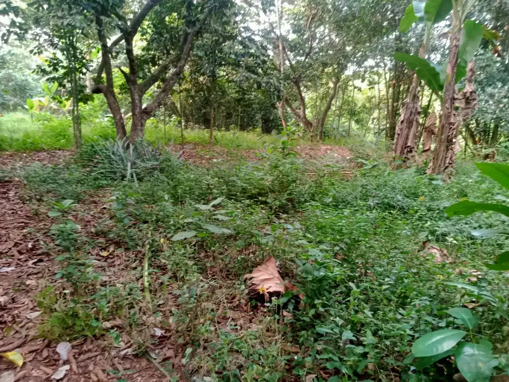 DIJUAL TANAH 900 M2 MEKARSARI RUMPIN BOGOR