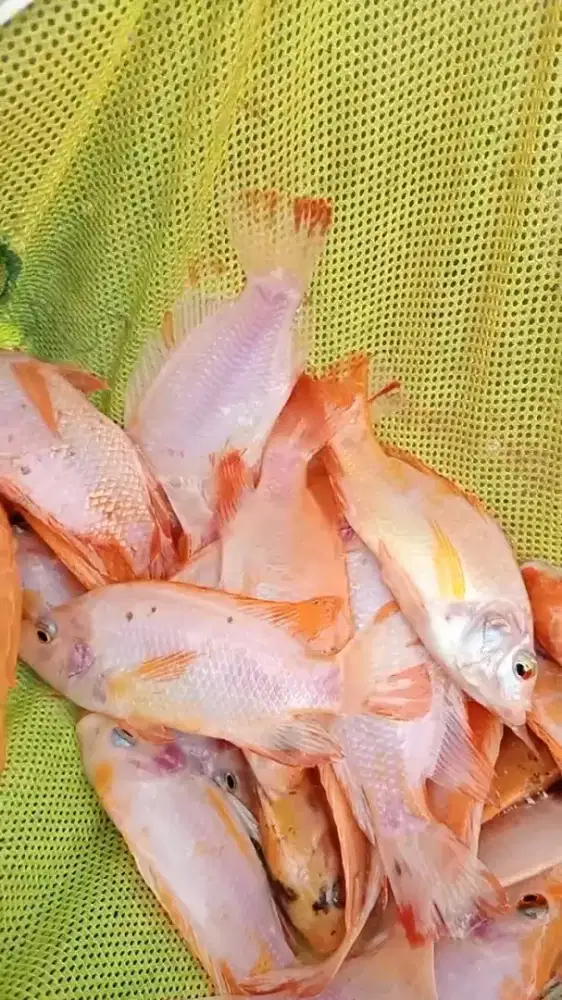 Bibit ikan nila merah Bangkok