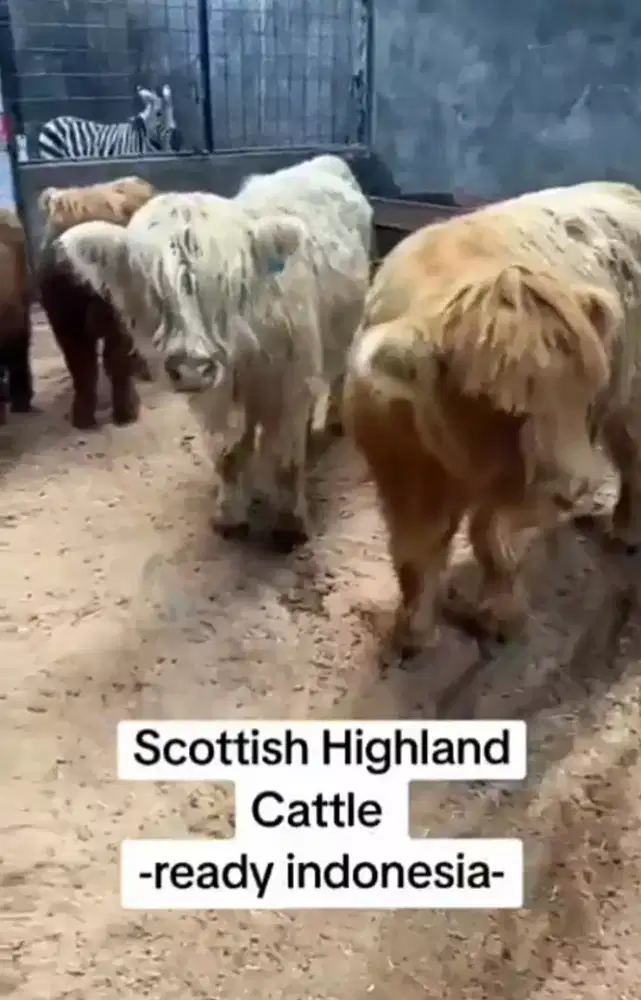 Sapi import scotland highland Sepasang