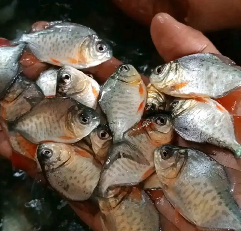 Bibit ikan bawal LBG