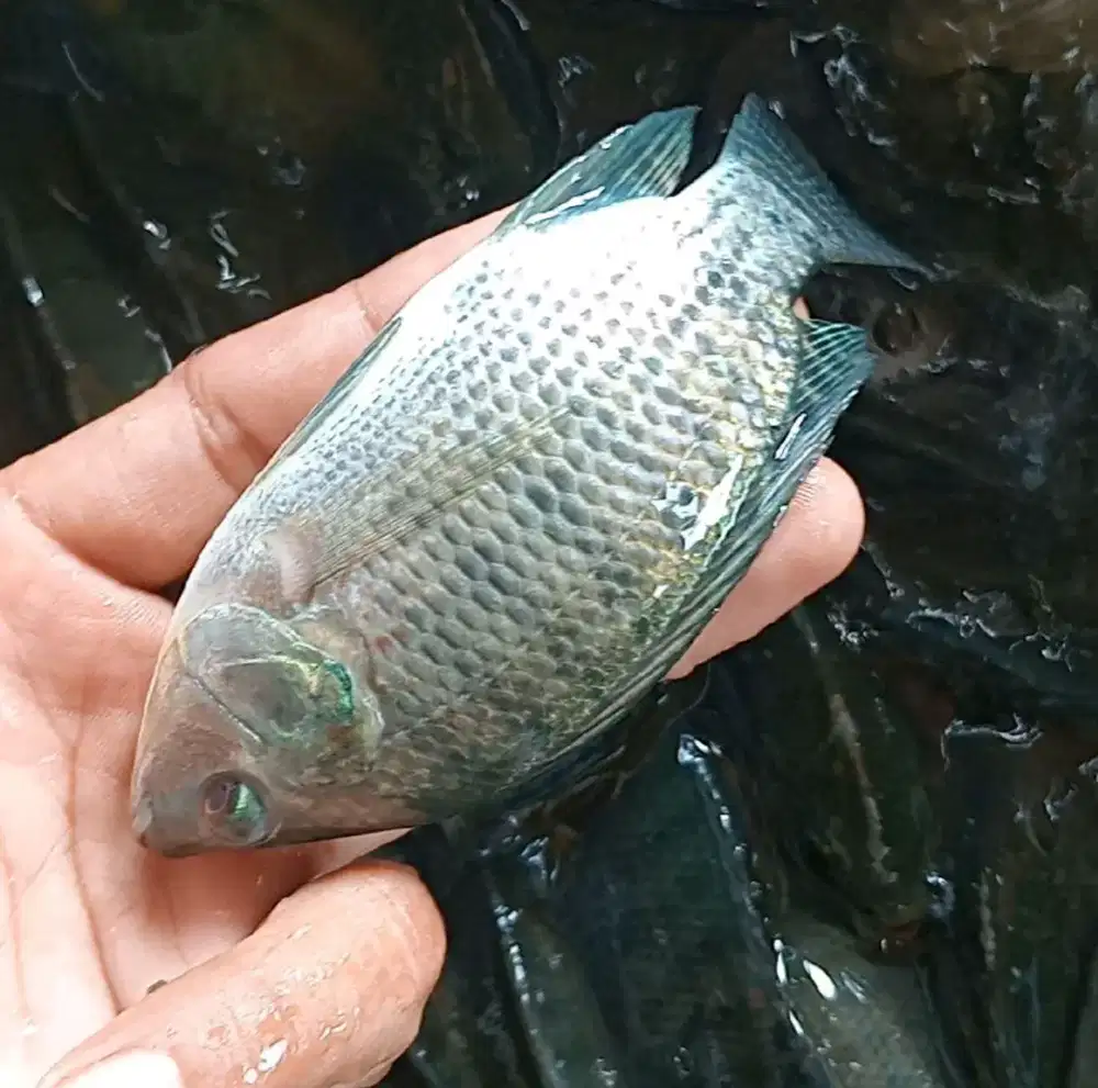 Ikan nila hitam 3jari