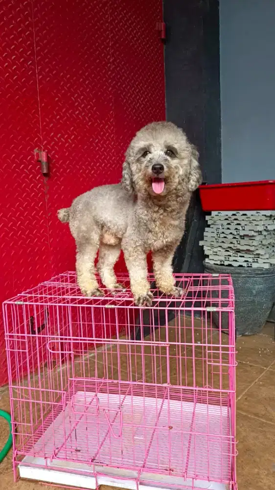 Toy Poodle Silver Jantan