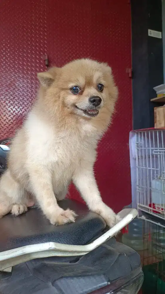 Minipom Jantan dewasa