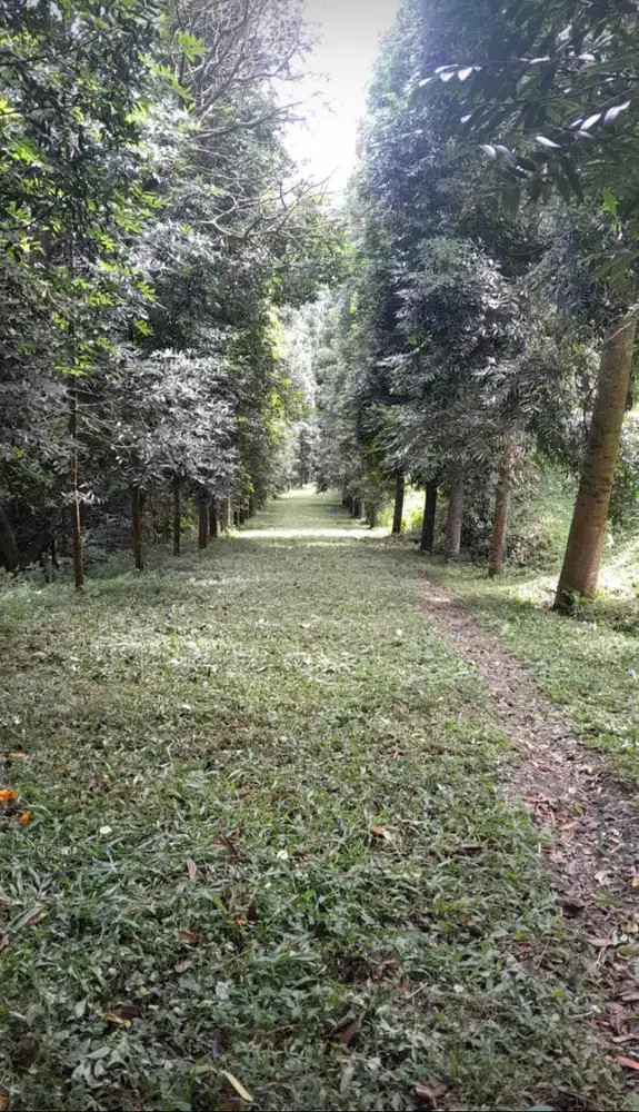 Tanah Dijual Dago