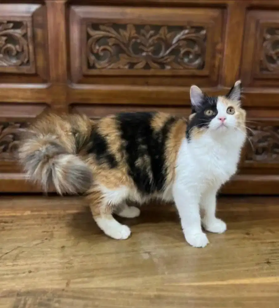 Kucing Persia Calico