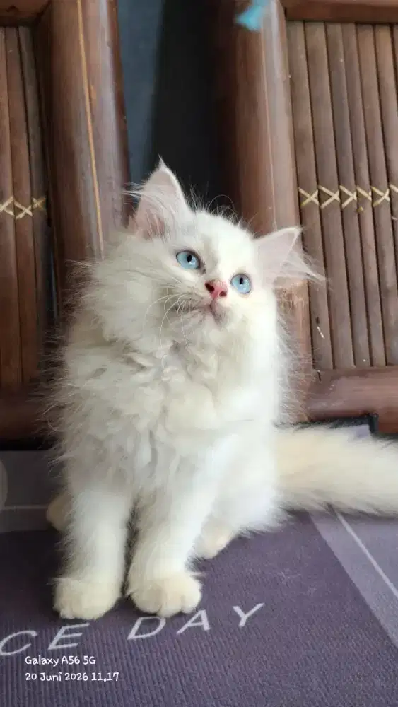 Anak kucing anggora/kitten persia  betina/kucing flatnose jantan
