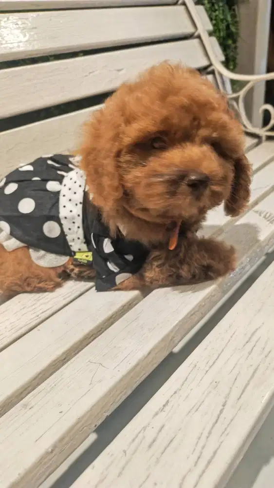 POODLE TOYS JANTAN