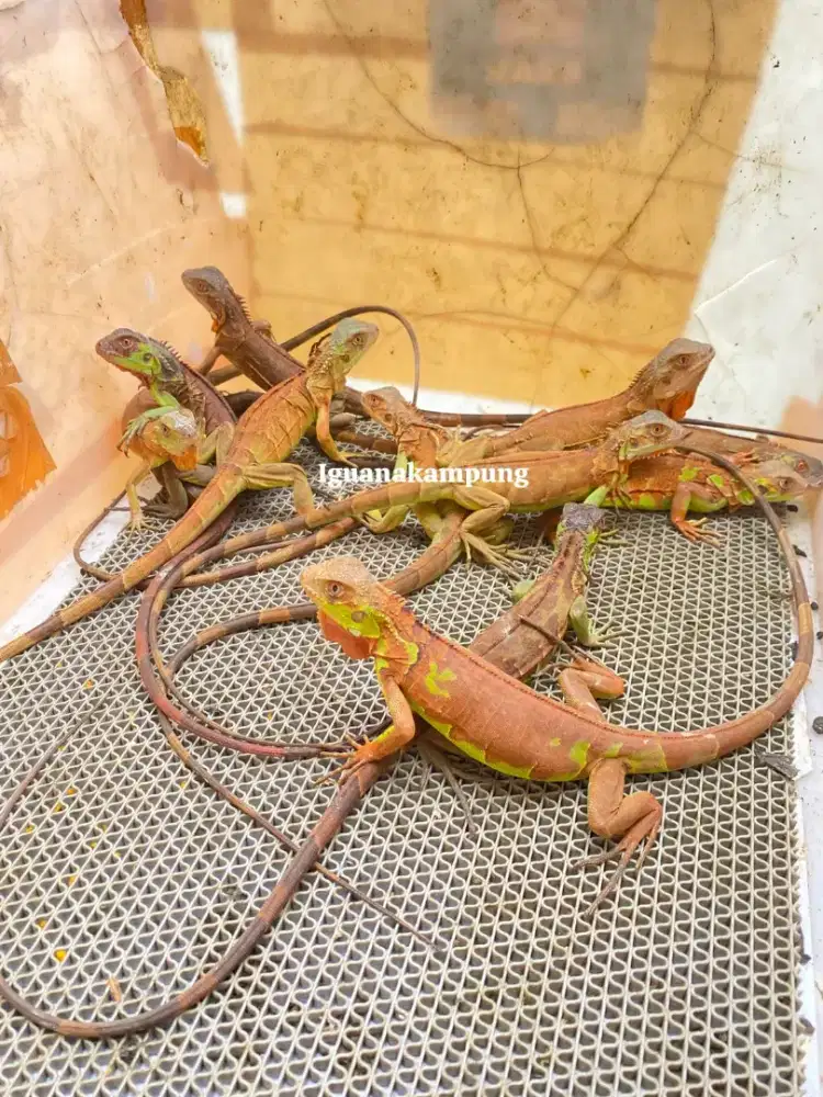 Iguana super red