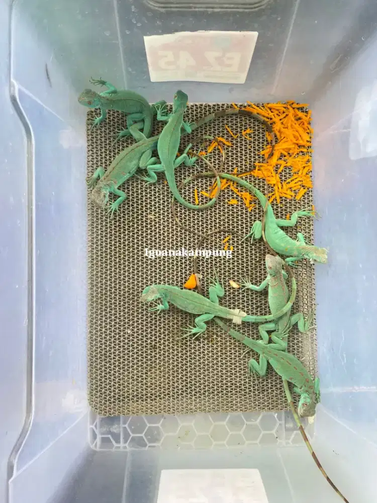 Iguana blue cantik