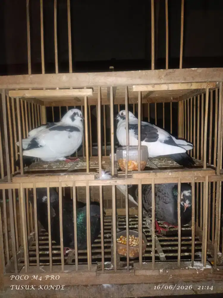Di jual merpati