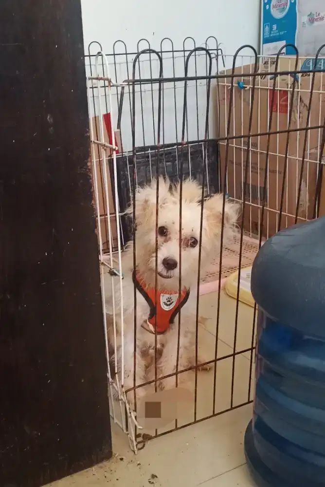 Ganti Pakan Anjing Shitpom Lucu Nett
