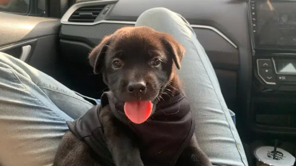 LABRADOR MIX TERRE NUEVE