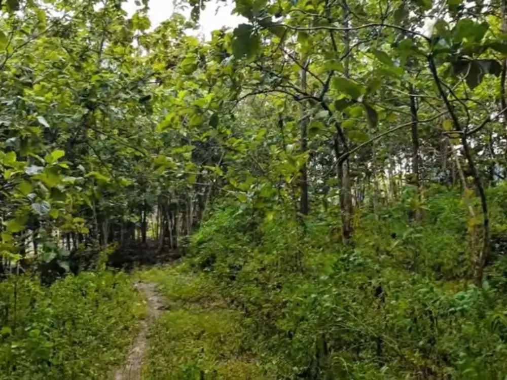 DI JUAL TANAH KEBUN JATI