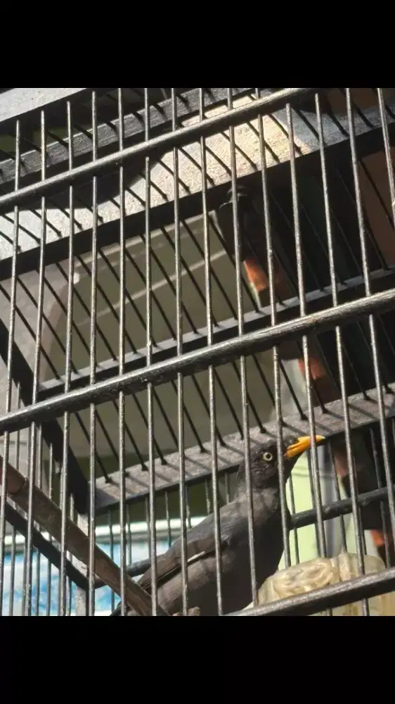 Jalak sudah Gacor plus Kandang