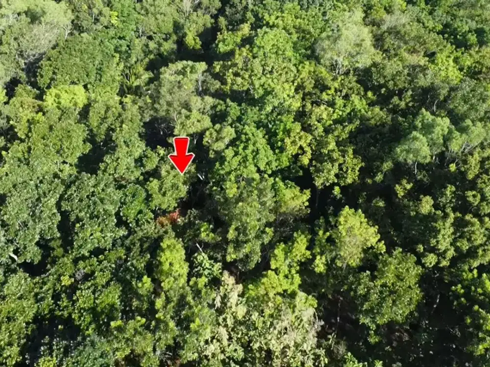 Tanah Pekarangan