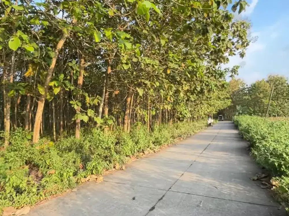Kebun Jati