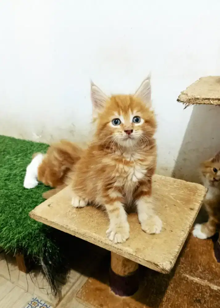 Kitten MaineCoon Jantan Pure No mix.