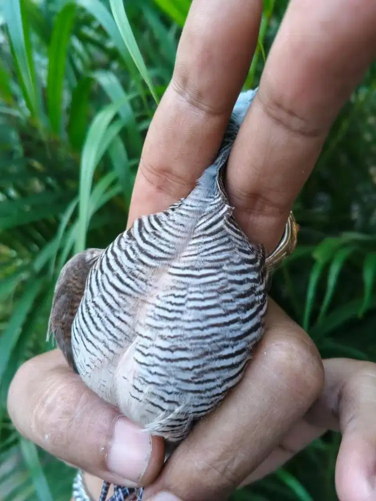 Perkutut Pedaringan Kebak Banyu Mili