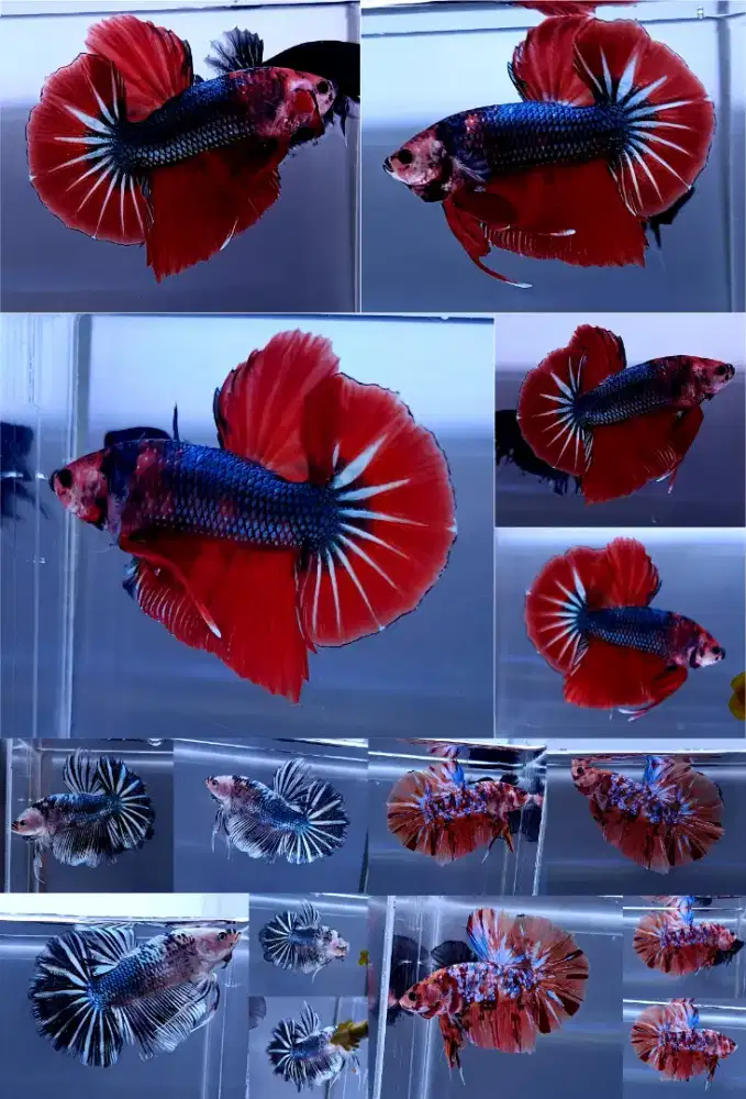 ikan cupang giant hellboy hmpk