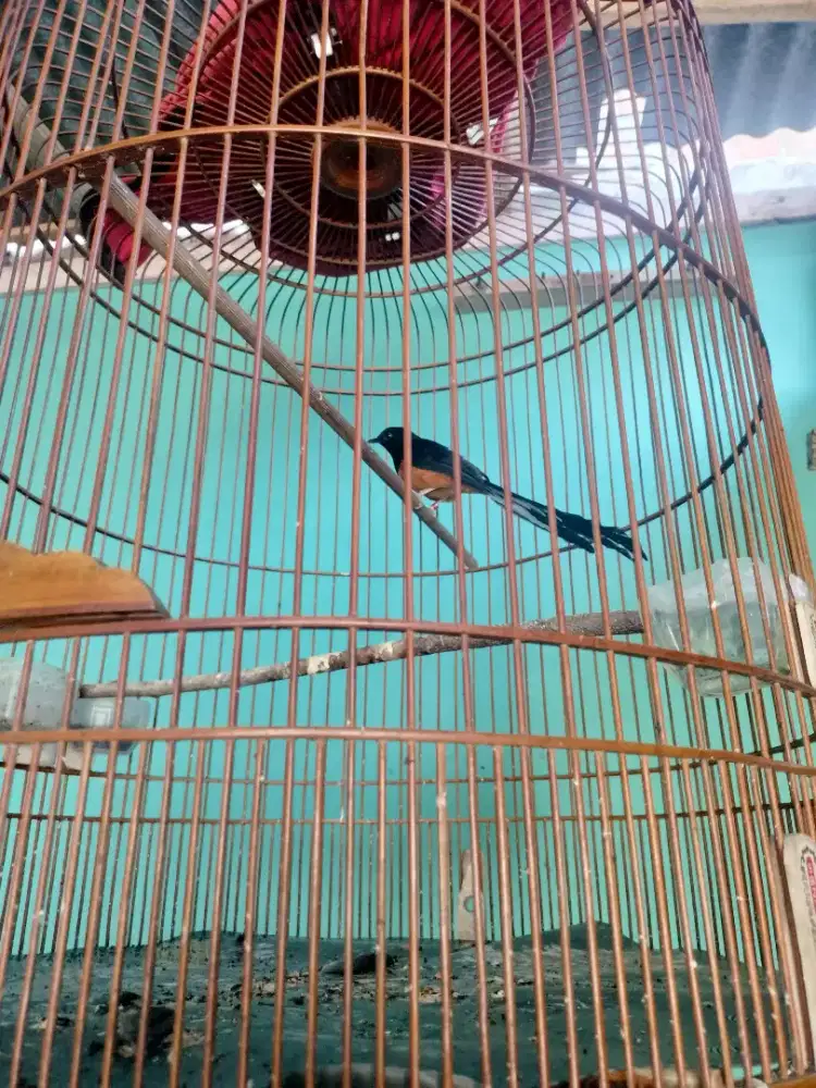 Murai Batu di Jual Murah