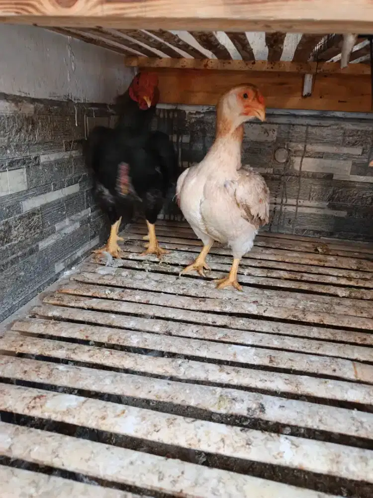 Ayam hias ko shamo sepasang
