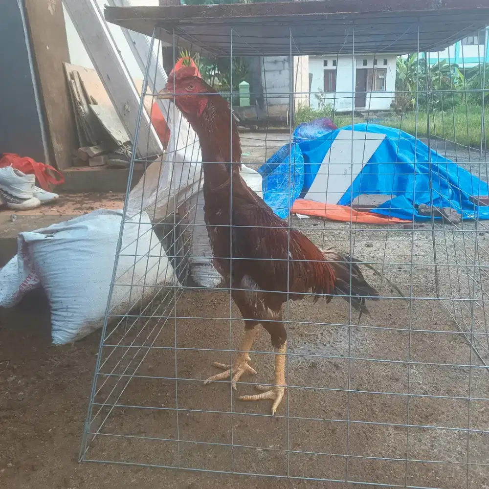 Ayam shamo jepang