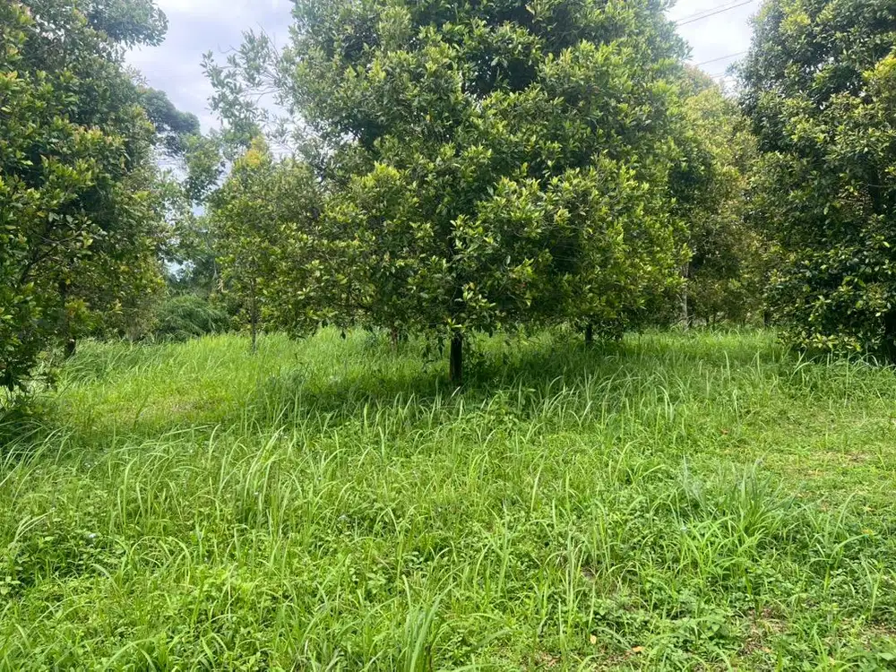 Dijual tanah murah megamendung puncak bogor