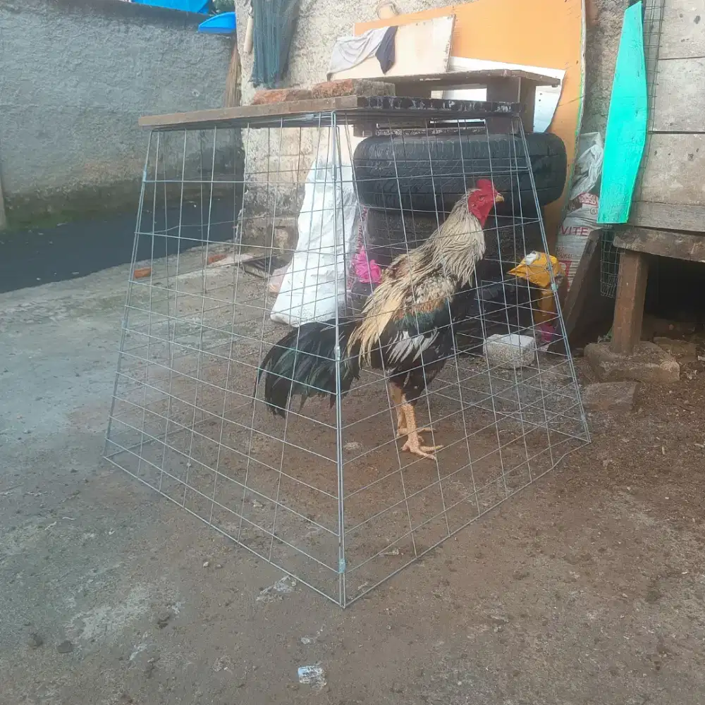 Ayam Bangkok Clasik
