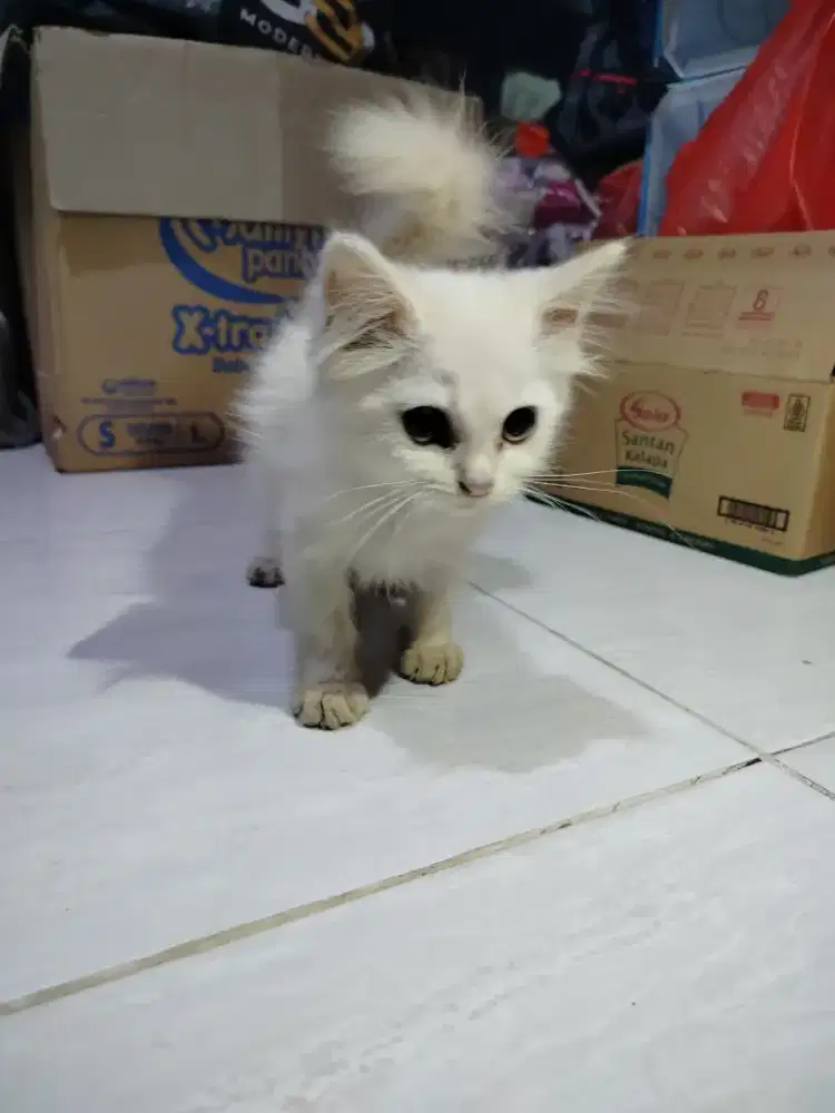 Kucing Persia Putih