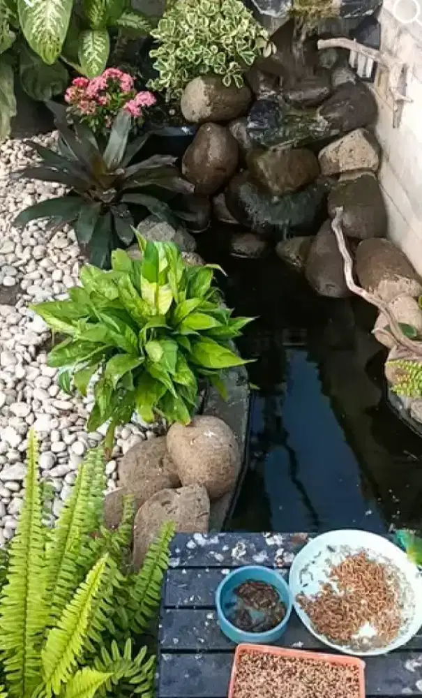 Kolam koi natural