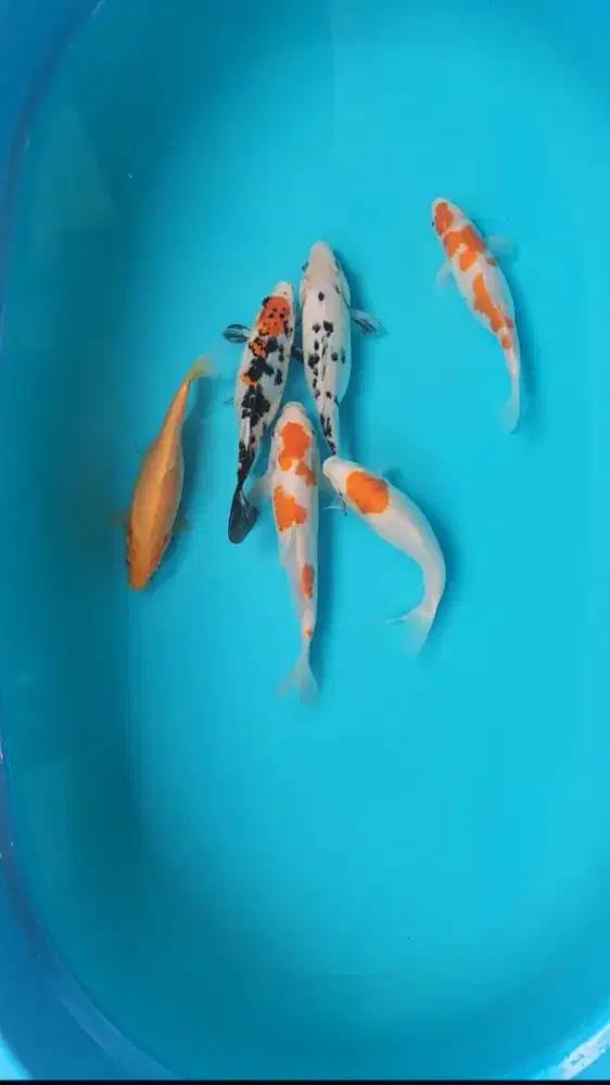 Ikan koi size 20cm sd 50cm