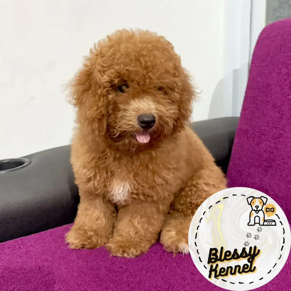Anjing Red Toy Poodle