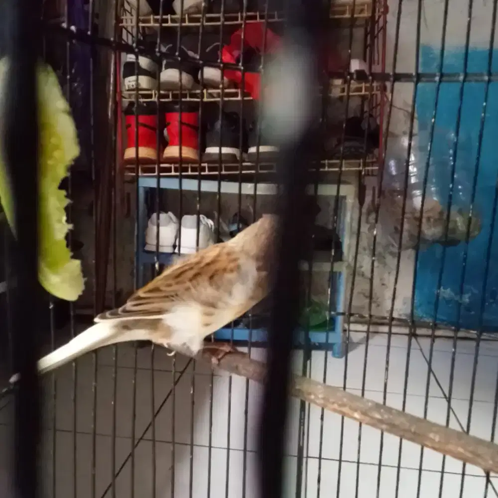 Kenari jamin jantan nota beli af dah ngeriwik