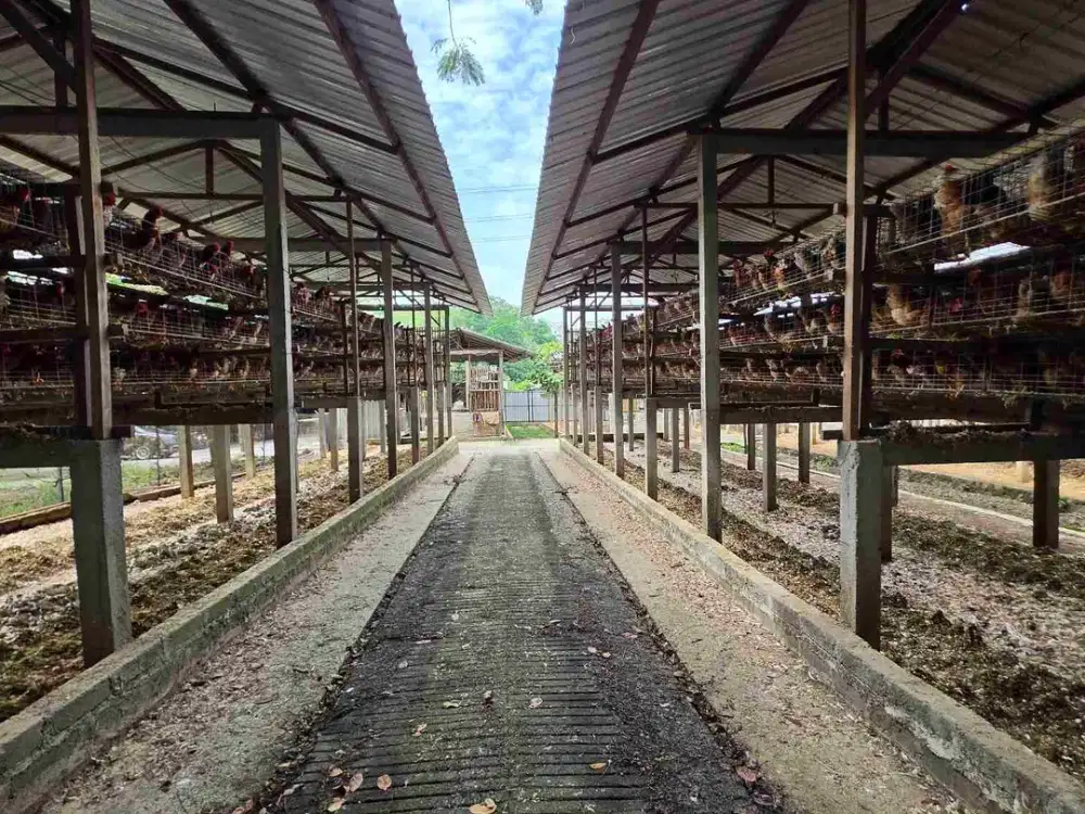 kandang ayam petelur aktif di Boyolali