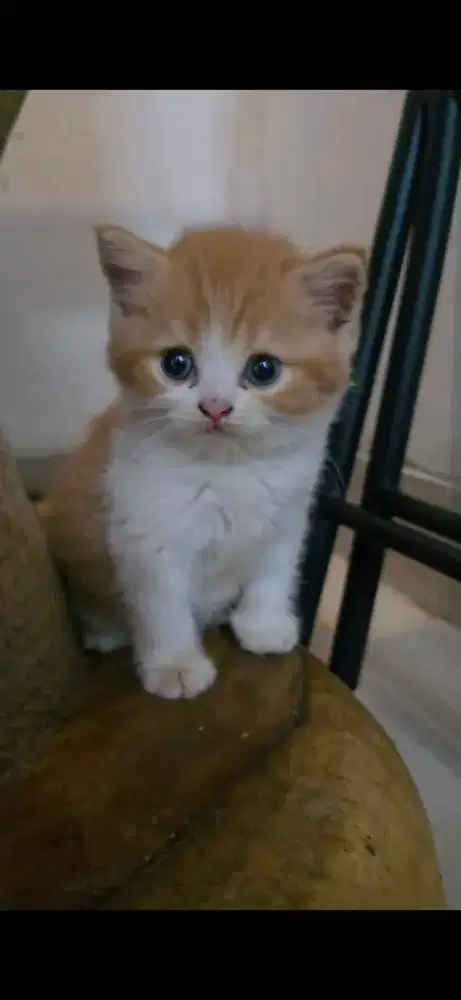 Kitten BSH Jantan