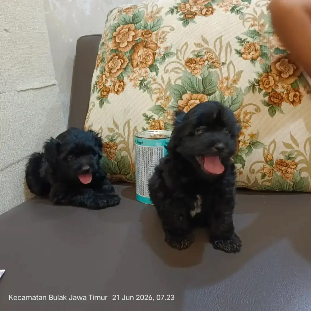 Anjing mix poddle & zitsu 3 bulan