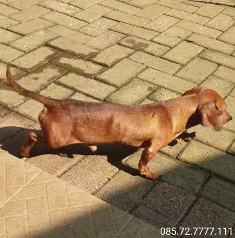 Anjing mini tekel / dachshund, body mini (kaninchen/kanicen), jantan