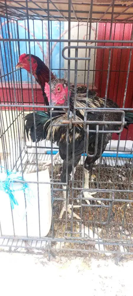 Ayam Bangkok fucer 2 ekor