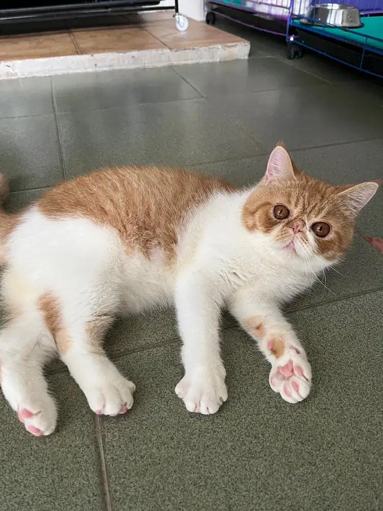 EXOTIC SHORTHAIR/PEAKNOSE JANTAN DEWASA