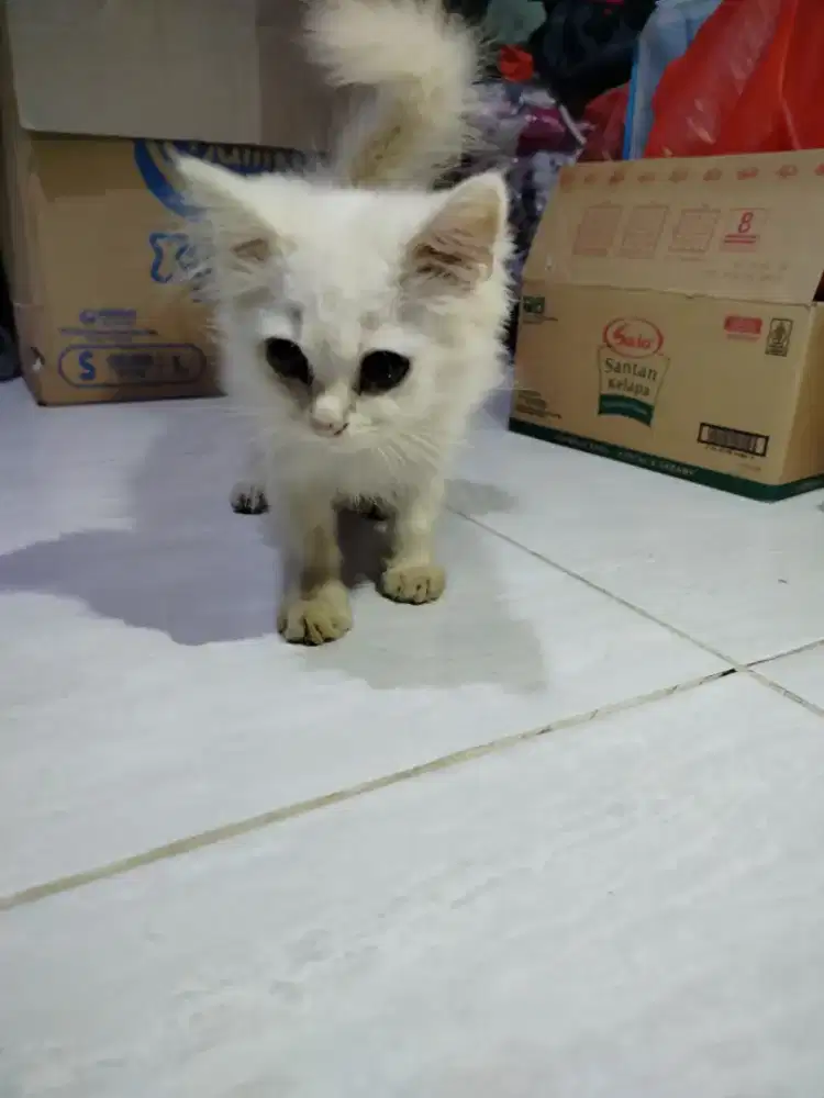 Kucing Persia Jantan