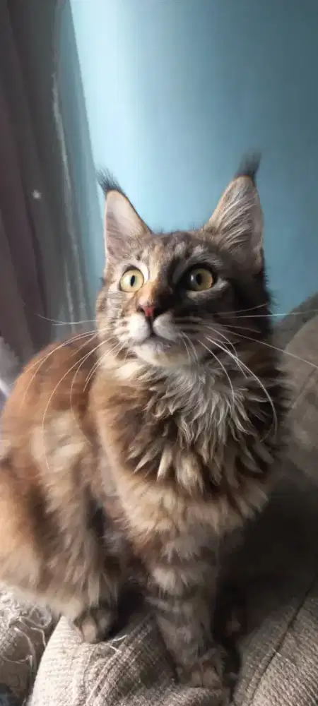Mainecoon Betina 1 tahun Proven 1x